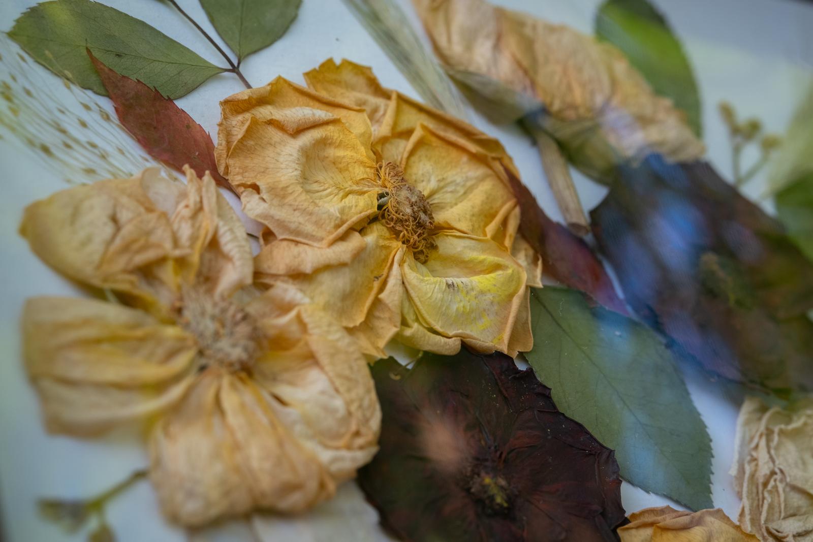 Zbliżenie na zasuszone kwiaty i liście w odcieniach żółci, ochry i zieleni. Detale kompozycji Karokwiaty.