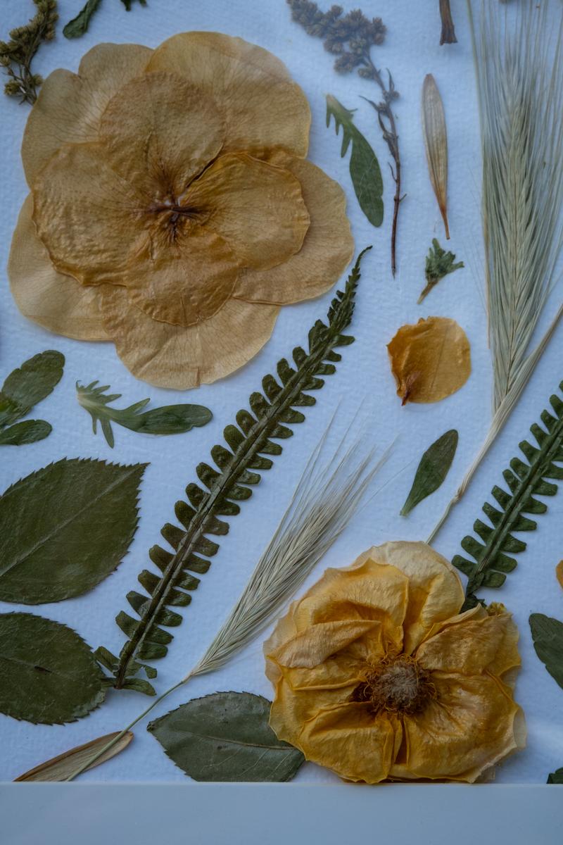 Flat lay zasuszonych okazów botanicznych na białym tle. Kolekcja liści, kwiatów i traw Karokwiaty.