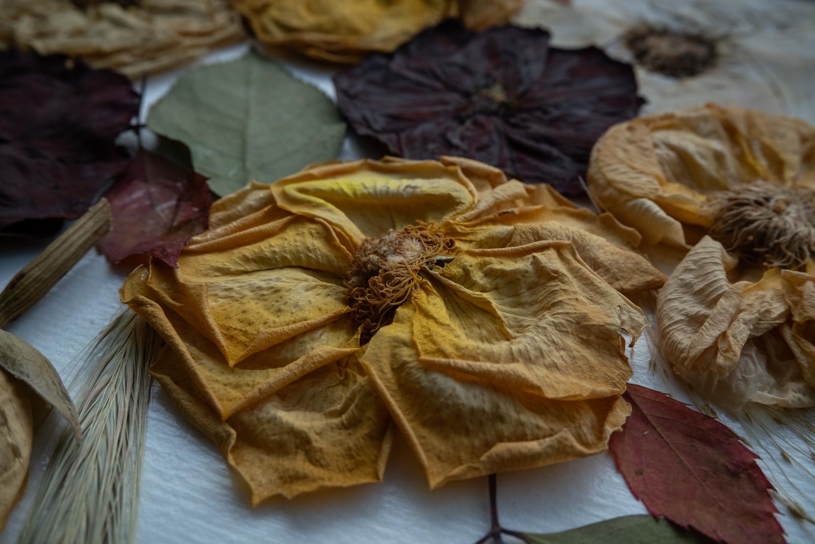 Zbliżenie makro zasuszonych kwiatów i liści w odcieniach żółci, ochry i brązu. Detale kompozycji Karokwiaty.