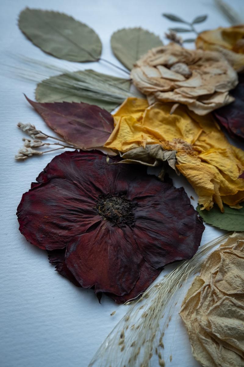 Flat lay zasuszonych elementów botanicznych z dominującym ciemnoczerwonym kwiatem i żółtymi kwiatami. Kolekcja Karokwiaty.