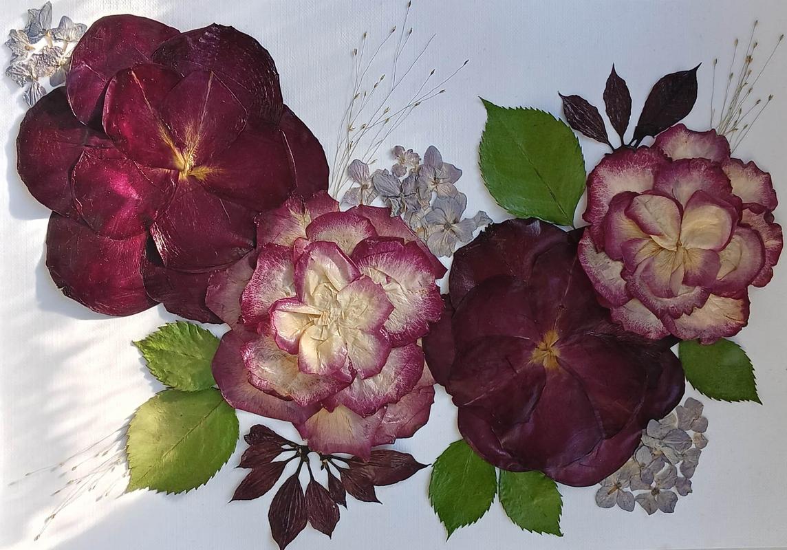 Elegancka kompozycja z suszonych kwiatów w odcieniach burgundu, fuksji i zieleni na białym tle. Sztuka Karokwiaty.